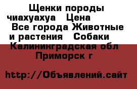 Щенки породы чиахуахуа › Цена ­ 12 000 - Все города Животные и растения » Собаки   . Калининградская обл.,Приморск г.